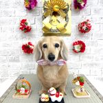 ダックスフンド　ふくちゃん