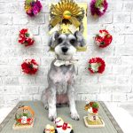 ミニュチュアシュナウザー　ジーナちゃん