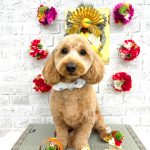 プードル＆ダックス　ぽんたくん