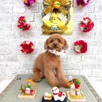 トイプードル　絆愛音(りあん)ちゃん　カシミアシャンプー　炭酸泉入浴