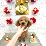 トイプードル　モコちゃん