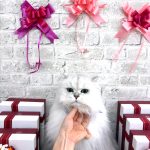 ねこ　チンチラ（ペルシャ）マミちゃん