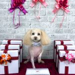 トイプードル　としぞうくん