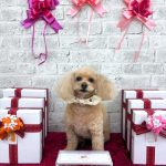 トイプードル　ふわりちゃん