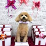 マルプー　ノエルちゃん