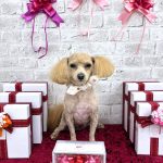 マルプー　海ちゃん　シルクパック