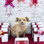 チワプー　クーくん