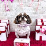 シーズー　ゆりちゃん