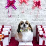 シーズー　マフィンちゃん