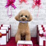 トイプードル　あむちゃん