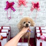 トイプードル　プーくん