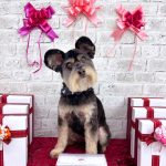 ポメプー　サンディーくん