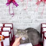 ねこ　サイベリアン　ソラちゃん