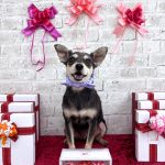 チワワｘヨーキー　あんずくん