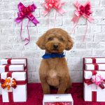 トイプードル　ププくん