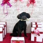 トイプードル　とわくん