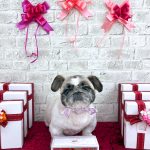 ペキニーズ　むくくん