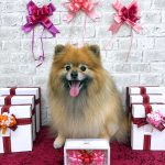 ポメラニアン　コロンちゃん