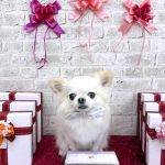 チワワ　おもちくん