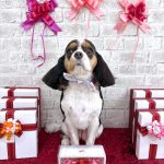 キャバリア　ぱむちゃん