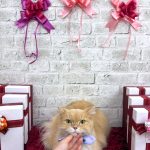 ねこ　スコティッシュフォールド　ゴートンくん