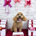 トイプードル　ラティちゃん