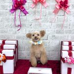 トイプードル　てんてんちゃん