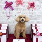 トイプードル　キャンディーちゃん