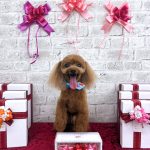 タイニープードル　ちくわくん　炭酸泉入浴　ハーブパック