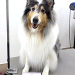 ラフコリー　金平糖ちゃん