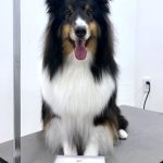 シェルテイー　和三盆ちゃん