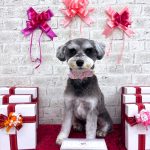 ミニュチュアシュナウザー　エマちゃん