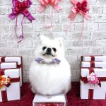 ポメラニアン　りんちゃん