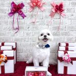 チワワｘマルチーズ　ポルンくん