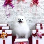 ポメラニアン　マロくん