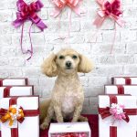 マルプー　海ちゃん