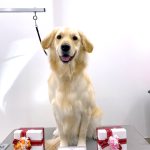 ゴールデン・レトリーバー　ナナちゃん