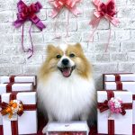 ポメラニアン　ルイくん