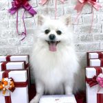 ポメラニアン　ムギくん