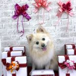 ポメラニアン　プー助くん