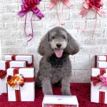 トイプードル　ミニちゃん