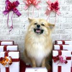 ポメｘスピッツ　ハンナちゃん