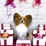 パピヨン　おもちくん