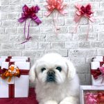 ペキニーズ　ファルコンくん