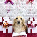 ダックスフンド　クーちゃん