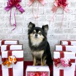 チワｘポメ　あずきちゃん