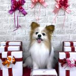 パピヨン　ソラくん