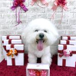 ビションフリーゼ　ゆきくん