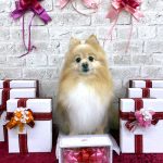 ポメラニアン　まろんちゃん