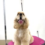 アメリカンコッカースパニエル　チャーリーくん